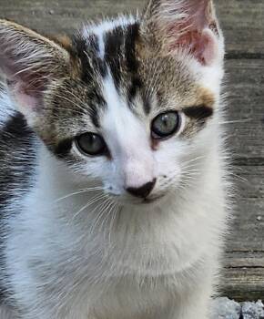 Charlie -  Domestic Short Hair Cat for Adoption in Maineville, Ohio - Charlie | PetCurious