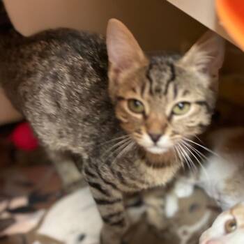 Helicopter -  Domestic Medium Hair Cat for Adoption in South Elgin, Illinois - Helicopter | PetCurious