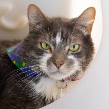 Mittens II -  Domestic Medium Hair Cat for Adoption in Lakewood, Colorado - Mittens II | PetCurious