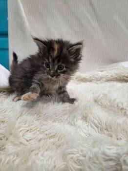 Magnolia -  Domestic Short Hair Cat Available for Adoption in Columbia, Missouri - Magnolia | PetCurious
