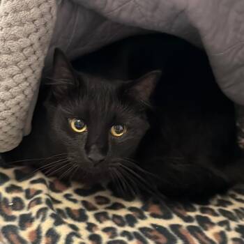 Boo Boo was Silky -  Domestic Medium Hair Cat for Adoption in Blairsville, Georgia - Boo Boo Was Silky | PetCurious