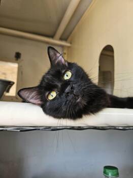 Black Beauty -  Domestic Long Hair Cat for Adoption in Chappell, Nebraska - Black Beauty | PetCurious