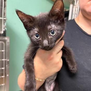 Moonbeam 0057 -  American Shorthair Cat for Adoption in Hamilton, Georgia - Moonbeam 0057 | PetCurious