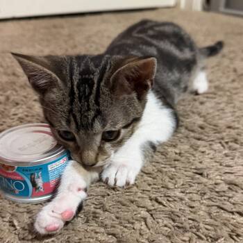 Cool Hand Lu -  Domestic Short Hair Cat for Adoption in San Antonio, Texas - Cool Hand Lu | PetCurious