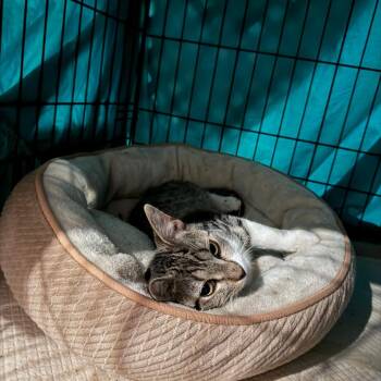 Domestic Short Hair Cats Available for Adoption - Addilyn | PetCurious