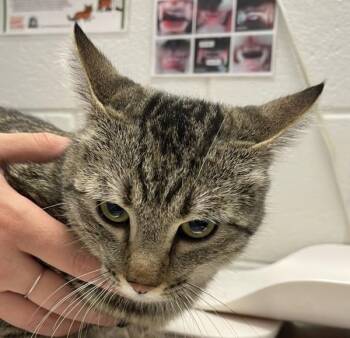 Marie Curie -  Domestic Short Hair Cat for Adoption in Golden, Colorado - Marie Curie | PetCurious