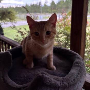 Kenny -  Domestic Short Hair Cat for Adoption in Gainesville, Florida - Kenny | PetCurious