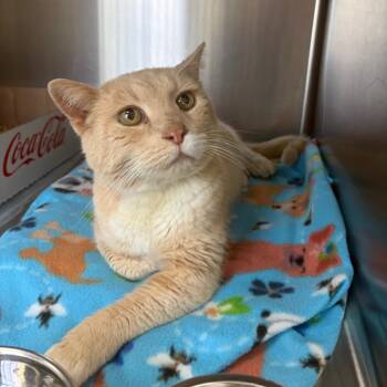 Domestic Short Hair Cats Available for Adoption in La Grange, Kentucky - Alabaster | PetCurious