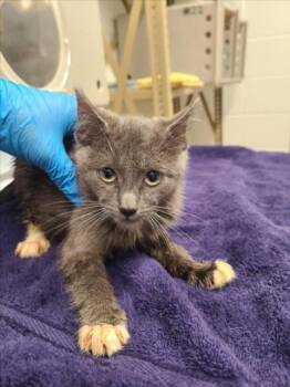 DIRTY CHAI -  Domestic Short Hair Cat for Adoption in Derwood, Maryland - DIRTY CHAI | PetCurious