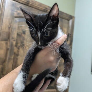 Rescue Domestic Short Hair Cats for Adoption in Chico, California - VIDIA | PetCurious