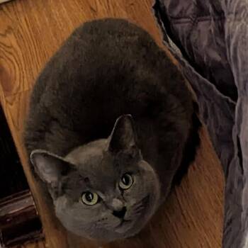 Rescue Domestic Short Hair Cats for Adoption - Ingrid | PetCurious