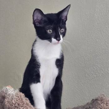 Limestone -  Domestic Short Hair Cat for Adoption in Woodbury, New Jersey - Limestone | PetCurious