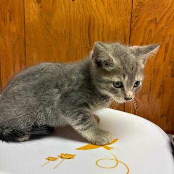 Sega -  American Shorthair Cat for Adoption in Greenfield, Indiana - Sega | PetCurious