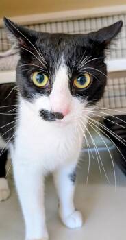 Oreo -  Domestic Short Hair Cat for Adoption in St. Augustine, Florida - Oreo | PetCurious