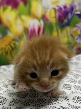 Domestic Short Hair Cats Available for Adoption in San Antonio, Texas - Hi-C | PetCurious