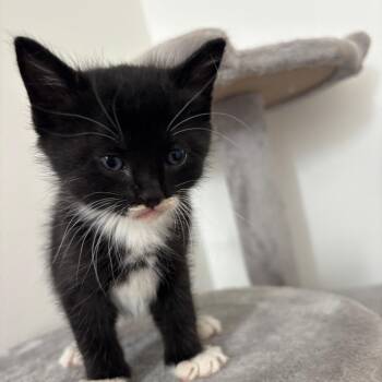 Domestic Short Hair Cats Available for Adoption in Madison, Wisconsin - Shyloh | PetCurious