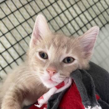 Domestic Short Hair Cats Available for Adoption in Chicago, Illinois - Christina Koch | PetCurious