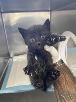 Buster -  Domestic Short Hair Cat for Adoption in Victorville, California - Buster | PetCurious