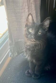 Angel -  Domestic Medium Hair Cat for Adoption in Lawrenceville, Georgia - Angel | PetCurious