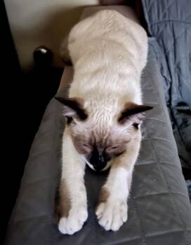 Siamese Cats Available for Adoption - Katniss (Bonded With Cali) | PetCurious