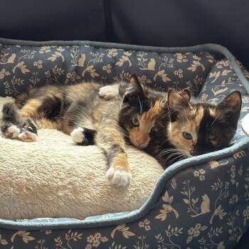 Rosie & Tanya -  Calico and Tortoiseshell Cat for Adoption in UNIVERSITY PA, Maryland - Rosie & Tanya | PetCurious