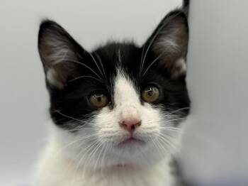 Domestic Short Hair Cats Available for Adoption in Portland, Oregon - Saturn | PetCurious
