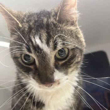 Domestic Short Hair Cats Available for Adoption in Lenexa, Kansas - Bud | PetCurious