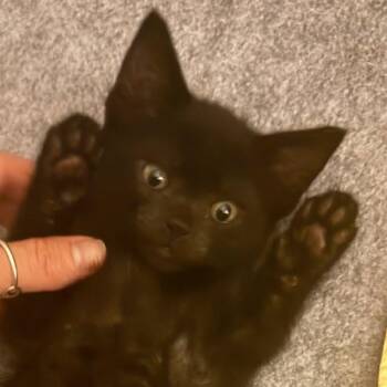 Ink -  Domestic Short Hair Cat for Adoption in Walnut Creek, California - Ink | PetCurious