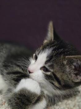 Domestic Short Hair Cats Available for Adoption in Kent, Washington - DAMMON | PetCurious