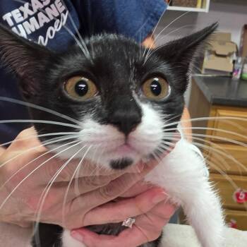 Willa -  Domestic Short Hair Cat for Adoption in Leander, Texas - Willa | PetCurious