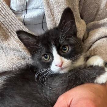 Commander Biermann Schneider -  Domestic Short Hair and Tuxedo Cat for Adoption in Morrison, Colorado - Commander Biermann Schneider | PetCurious