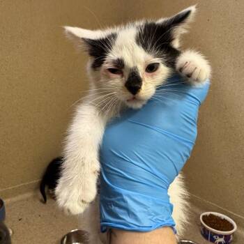 Epico -  Domestic Short Hair Cat for Adoption in Pekin, Illinois - Epico | PetCurious