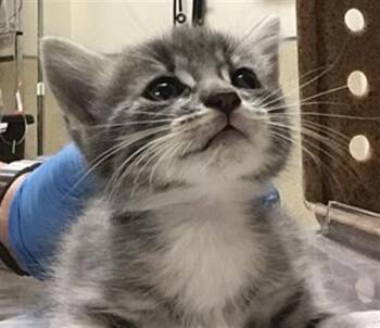Domestic Short Hair Cats Available for Adoption - ZARA | PetCurious