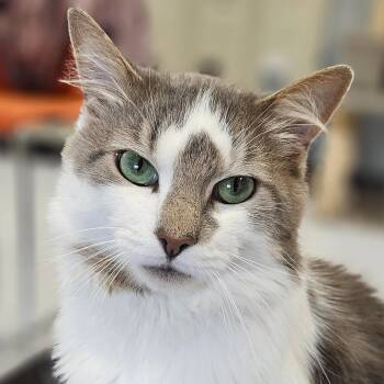 Rescue Domestic Long Hair Cats for Adoption in Endicott, New York - Mozart | PetCurious