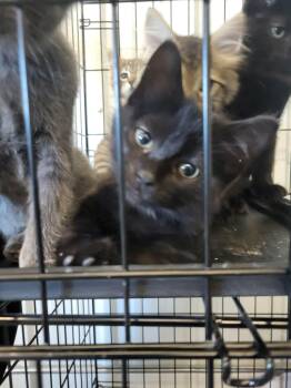 Luna -  Domestic Short Hair Cat for Adoption in Detroit Lakes, Minnesota - Luna | PetCurious