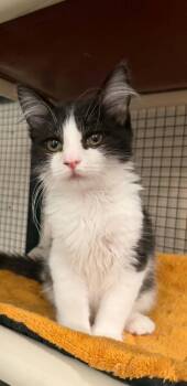 CAYMAN -  Domestic Long Hair Cat for Adoption in Dallas, Pennsylvania - CAYMAN | PetCurious