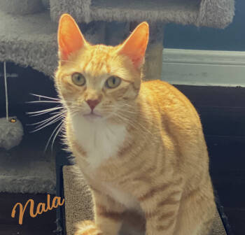 Rescue Tabby and Domestic Short Hair Cats for Adoption in Houston, Texas - Nala #sweetest-people-cat | PetCurious