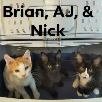 Backstreet Boys -  Domestic Short Hair Cat for Adoption in Weaverville, California - Backstreet Boys | PetCurious