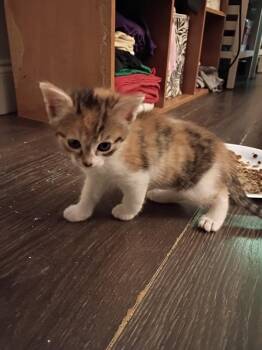 Calico Cats Available for Adoption in San Antonio, Texas - Peach Cobbler | PetCurious