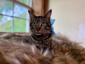 Tabby and Domestic Short Hair Cats Available for Adoption in Friendswood, Texas - Winston Von Whiskers | PetCurious