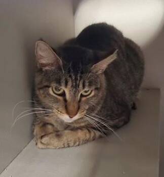 Purretha Franklin -  Tabby Cat for Adoption in Phoenix, Arizona - Purretha Franklin | PetCurious