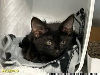 BENJI -  Domestic Short Hair Cat for Adoption in West Palm Beach, Florida - BENJI | PetCurious