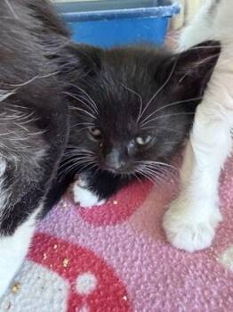 Bobbin -  Domestic Short Hair Cat for Adoption in Westland, Michigan - Bobbin | PetCurious