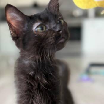 Nezuko -  Domestic Medium Hair Cat for Adoption in Lakewood, California - Nezuko | PetCurious