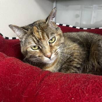 Autumn -  Domestic Short Hair Cat for Adoption in Marshalltown, Iowa - Autumn | PetCurious