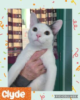 Domestic Short Hair Cats Available for Adoption in Iron River, Michigan - Clyde | PetCurious