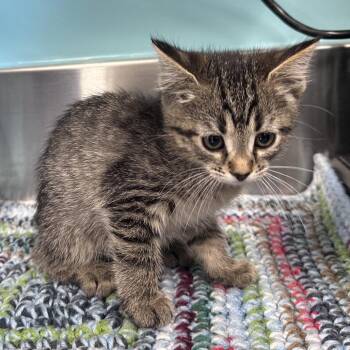 Poseidon -  Domestic Short Hair Cat for Adoption in Mount Vernon, Indiana - Poseidon | PetCurious