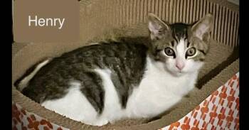 Henry -  Domestic Short Hair Cat for Adoption in Chalfont, Pennsylvania - Henry | PetCurious