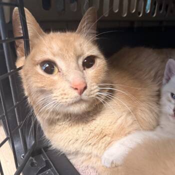 Domestic Short Hair Cats Available for Adoption - Makima | PetCurious