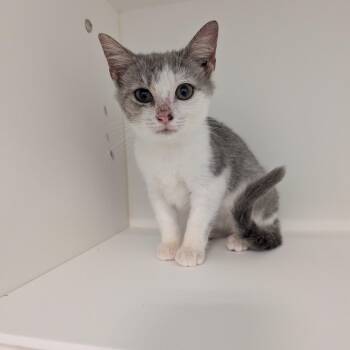 Candy Bar -  Domestic Short Hair Cat for Adoption in Greensboro, North Carolina - Candy Bar | PetCurious